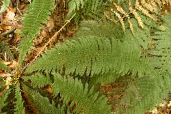 Leptopteris superba: mature frond showing very short basal pinnae and stipe.
 Image: L.R. Perrie © Te Papa 2012 CC BY-NC 3.0 NZ